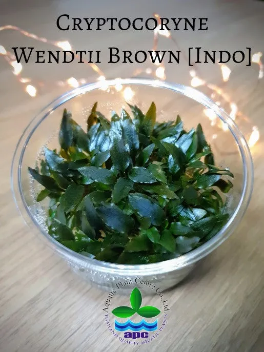 Cryptocoryne wendtii 'Brown' (Indo) TC