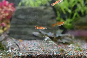 Red Magenta Endlers